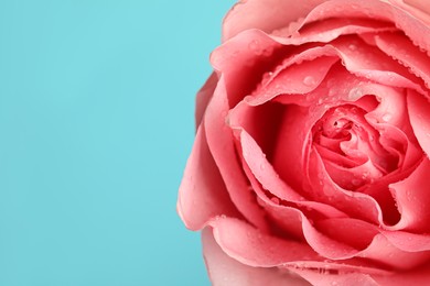 Beautiful fresh rose flower with water drops on turquoise background, closeup. Space for text