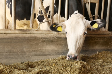 Photo of Pretty cow eating hay on farm, space for text. Animal husbandry