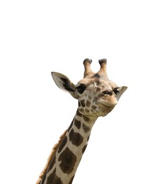 Beautiful spotted African giraffe on white background