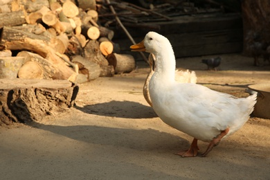 Beautiful domestic duck in yard. Farm animal