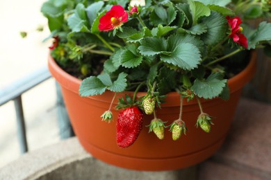Beautiful strawberry plant with ripe and unripe fruits in pot, closeup