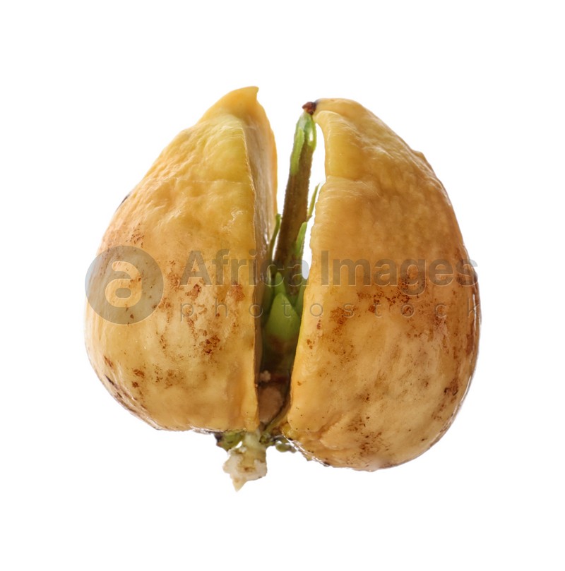 Small organic avocado seed on white background