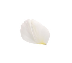 Beautiful fresh tulip petal isolated on white