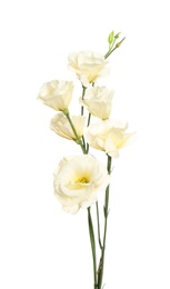 Beautiful fresh Eustoma flowers isolated on white
