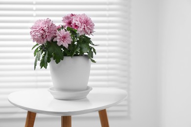 Photo of Beautiful chrysanthemum plant in flower pot on white table indoors, space for text