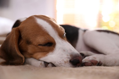 Cute Beagle puppy sleeping on bed at home. Adorable pet