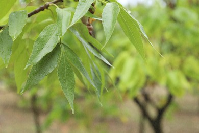 Tree branch with green leaves in park during rain, closeup
