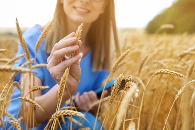 Young woman in grain field, closeup. Cereal farming