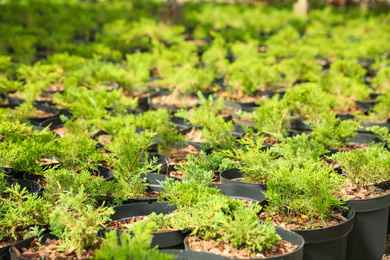 Photo of Thuja trees in pots, closeup. Planting and gardening