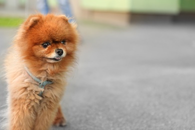 Cute Pomeranian spitz dog on walk in city. Space for text