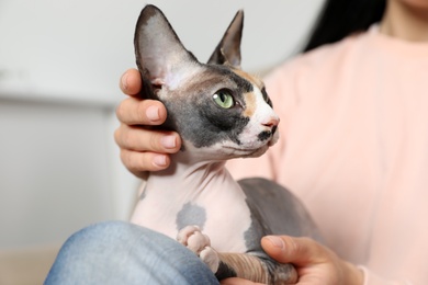 Photo of Cute sphynx cat with owner indoors, closeup. Friendly pet