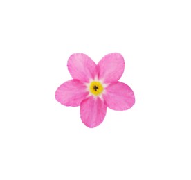 Delicate pink Forget-me-not flower on white background
