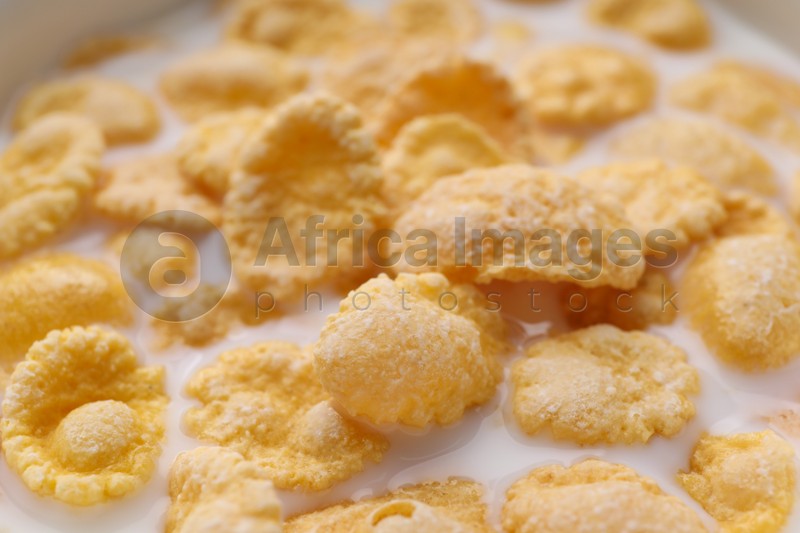 Tasty cornflakes with milk as background, closeup