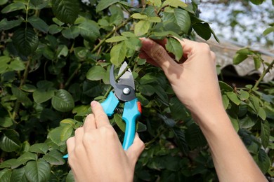 Woman pruning branch with spikes by secateurs in garden, closeup