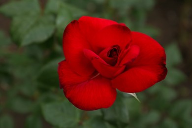Beautiful red rose growing in garden, top view
