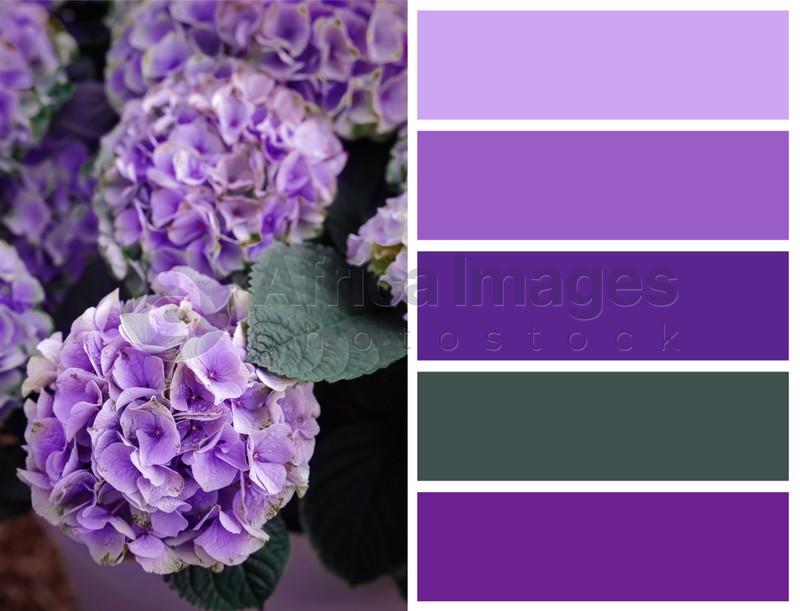 Color palette appropriate to photo of beautiful hydrangea plant with lilac flowers