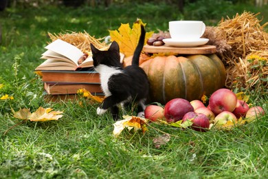 Adorable kitten, books, pumpkin and cup of tea on green grass outdoors. Autumn season
