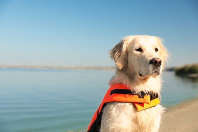 Dog rescuer in life vest near river, closeup