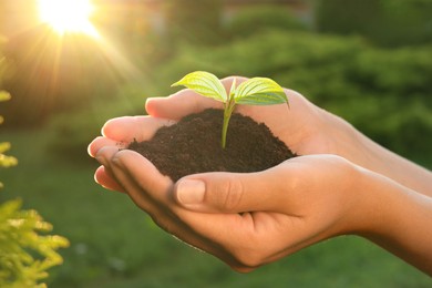 Woman holding soil with seedling outdoors, closeup. Planting tree