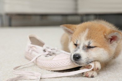 Cute akita inu puppy with shoe on carpet in living room