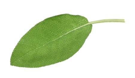 Photo of One fresh sage leaf isolated on white