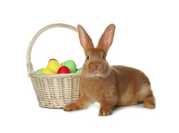 Adorable furry Easter bunny near wicker basket with dyed eggs on white background