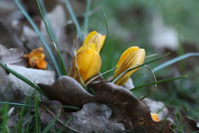 Photo of Beautiful yellow crocus flowers growing in grass outdoors, closeup