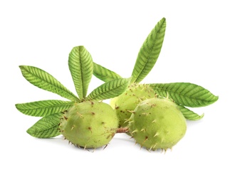Photo of Horse chestnuts and tree leaves on white background