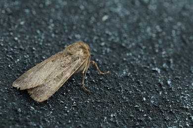 Paradrina clavipalpis moth on black textured background