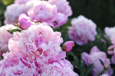 Photo of Blooming peony plant with beautiful pink flowers outdoors, closeup. Space for text