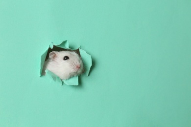 Cute funny pearl hamster looking out of hole in turquoise paper, space for text