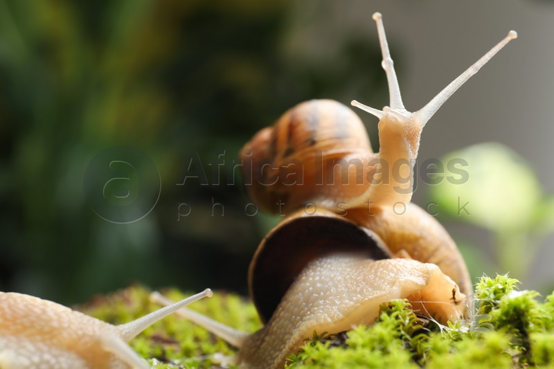 Common garden snails crawling on green moss outdoors, closeup