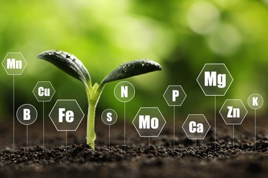 Image of Young seedling growing in soil and chemical elements