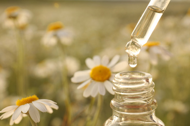 Dripping essential oil from pipette into bottle in chamomile field, closeup. Space for text