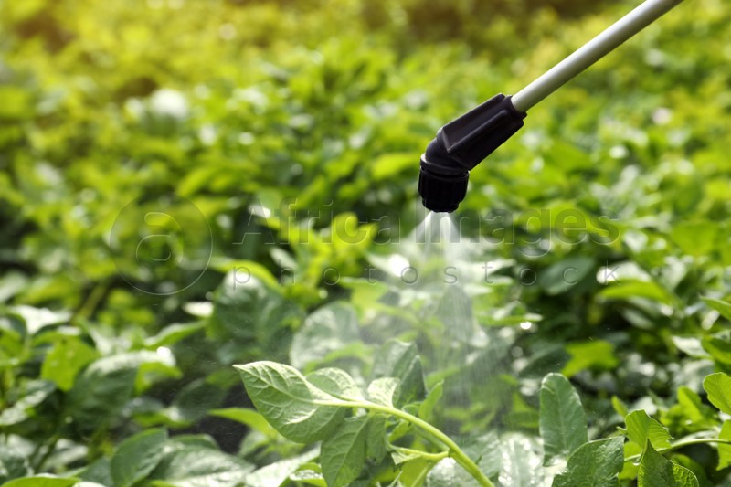 Spraying pesticide onto potato plants outdoors on sunny day