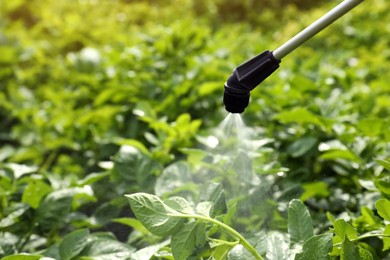 Photo of Spraying pesticide onto potato plants outdoors on sunny day