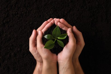 Photo of Couple holding seedling over soil, top view. Planting tree