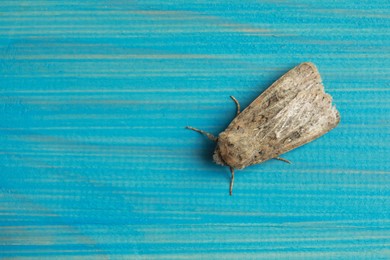 Paradrina clavipalpis moth on light blue wooden background, top view. Space for text