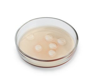 Petri dish with beige liquid isolated on white