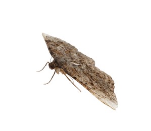 Photo of Single Alcis repandata moth isolated on white