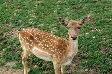 Beautiful deer in safari park on summer day