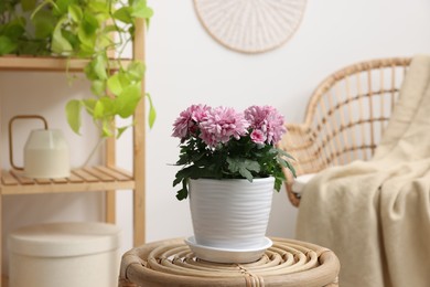 Photo of Beautiful chrysanthemum plant in flower pot on wooden table in room