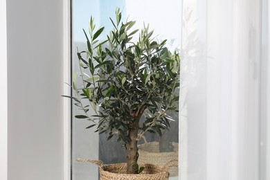 Photo of Pot with olive tree near window indoors. Interior element