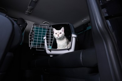 Cute white British Shorthair cat inside pet carrier in car