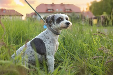 Cute dog with leash sitting in green grass outdoors