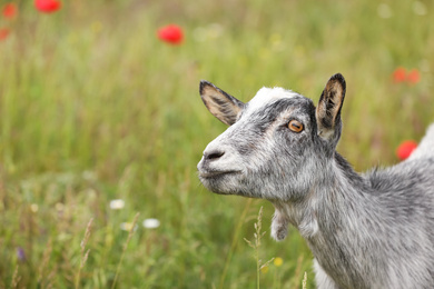 Cute grey goatling in field, space for text. Animal husbandry