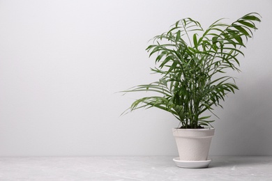 Photo of Beautiful Ravenea rivularis plant in pot on grey marble table, space for text. House decor