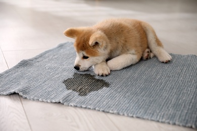 Adorable akita inu puppy near puddle on rug indoors