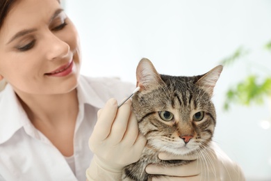 Professional veterinarian cleaning cat's ears in clinic