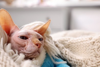 Cute Sphynx cat in warm sweater at home, closeup with space for text. Lovely pet